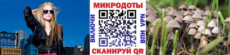 Купить где  Королёв  Псилоцибиновые грибы Cubensis 
